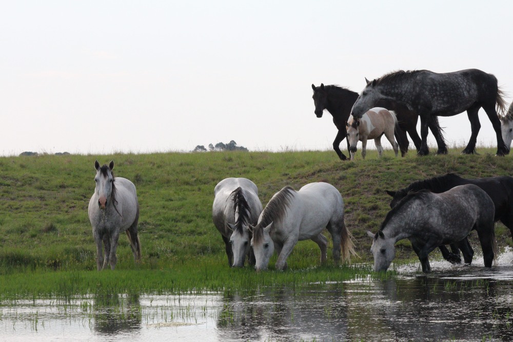 Pure bred percheron sport horses012.jpg